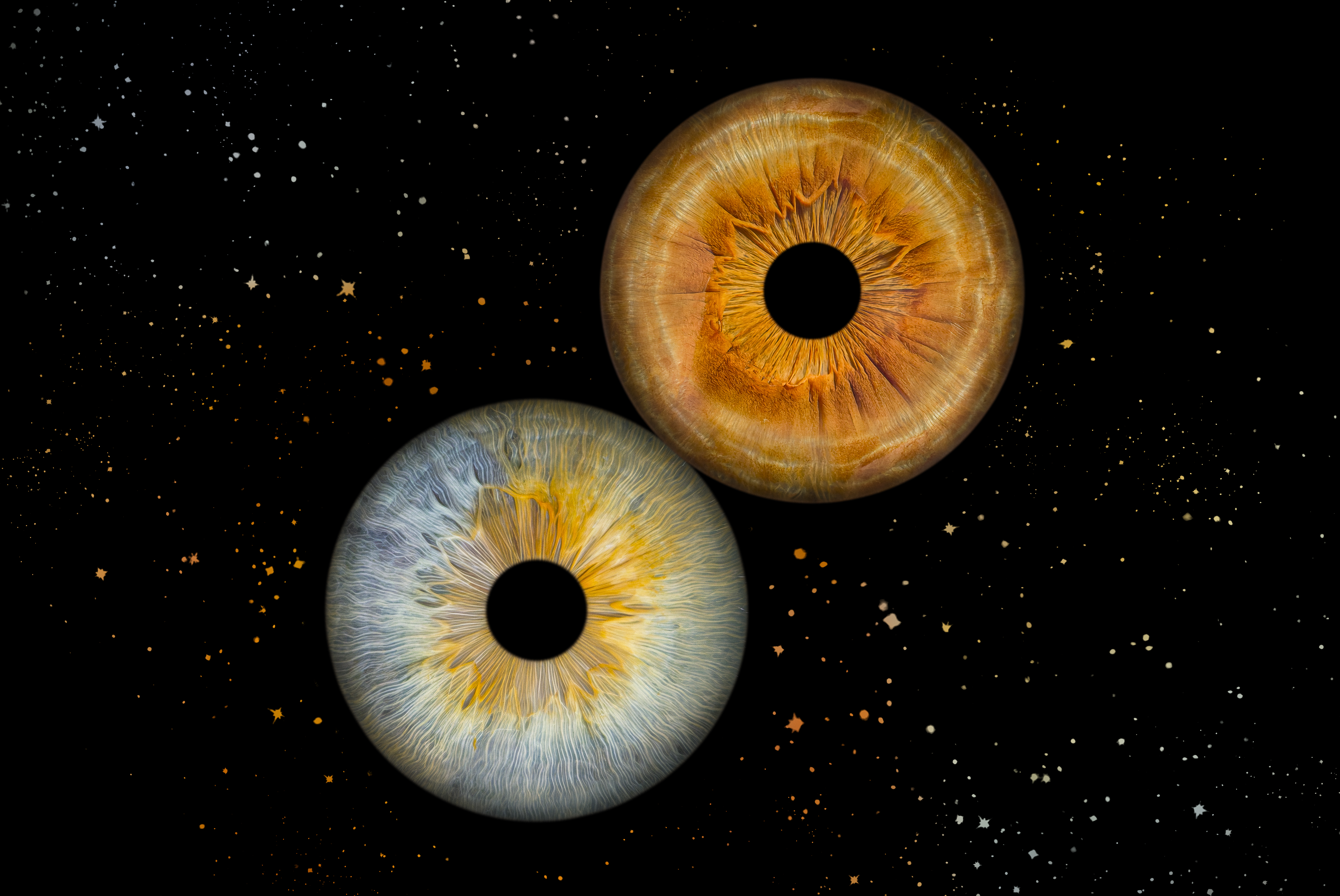 Duo — 2 iris · format paysage 60×40