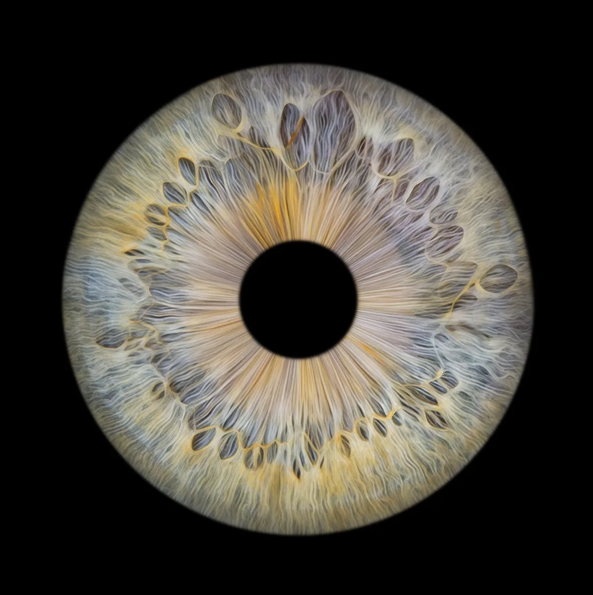 Solo — 1 iris